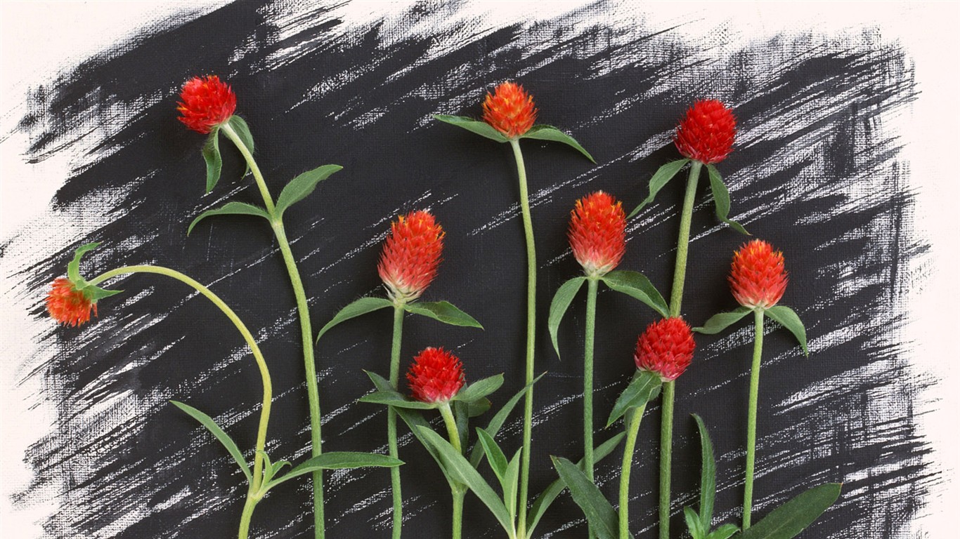 桌面鮮花壁紙精選(一) #17 - 1366x768