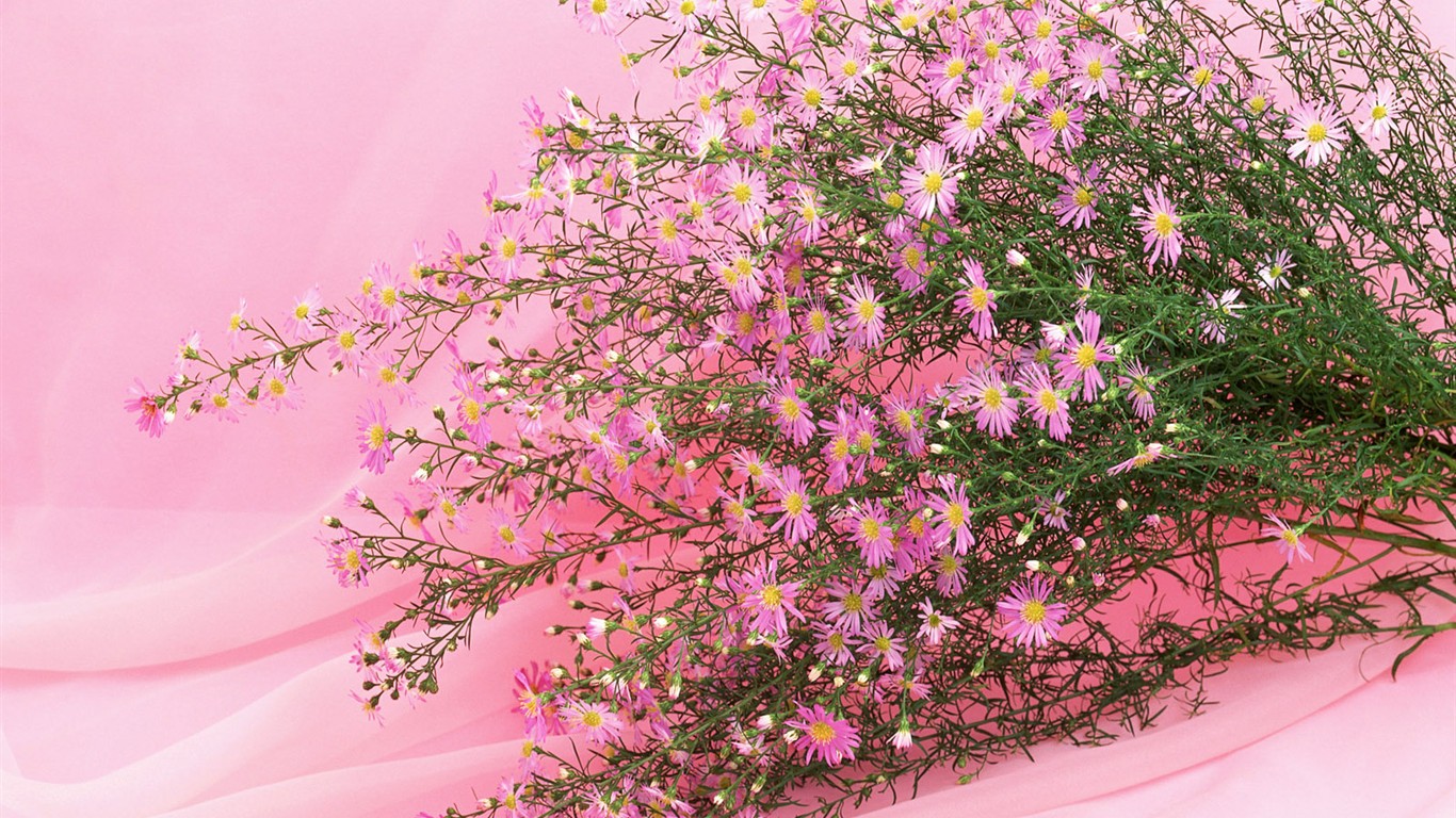 桌面鮮花壁紙精選(一) #20 - 1366x768