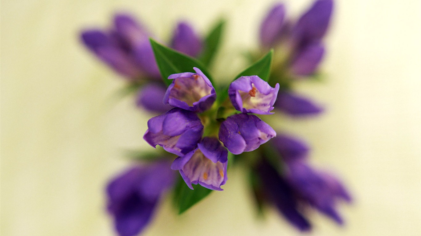 Flower Desktop Wallpaper Selection (1) #21 - 1366x768