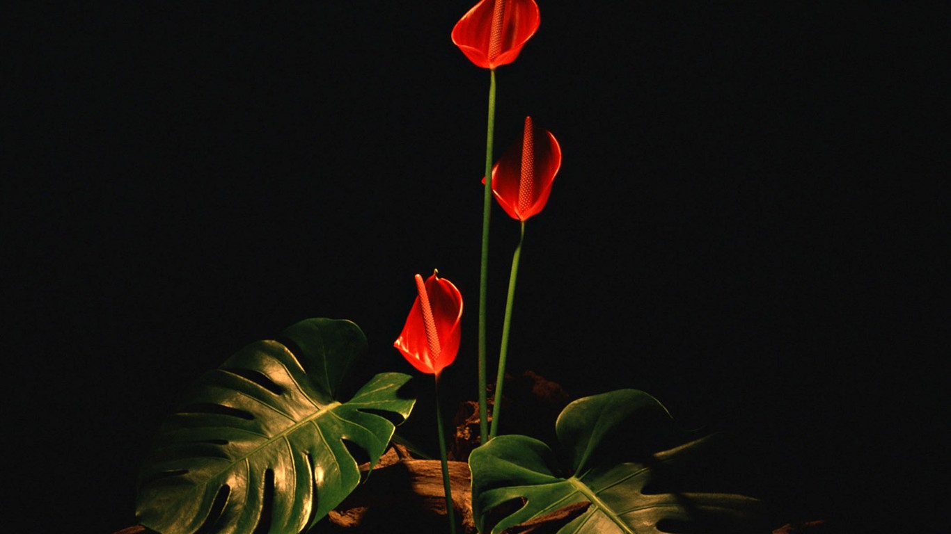 Flor Selección Fondos de Escritorio (1) #22 - 1366x768