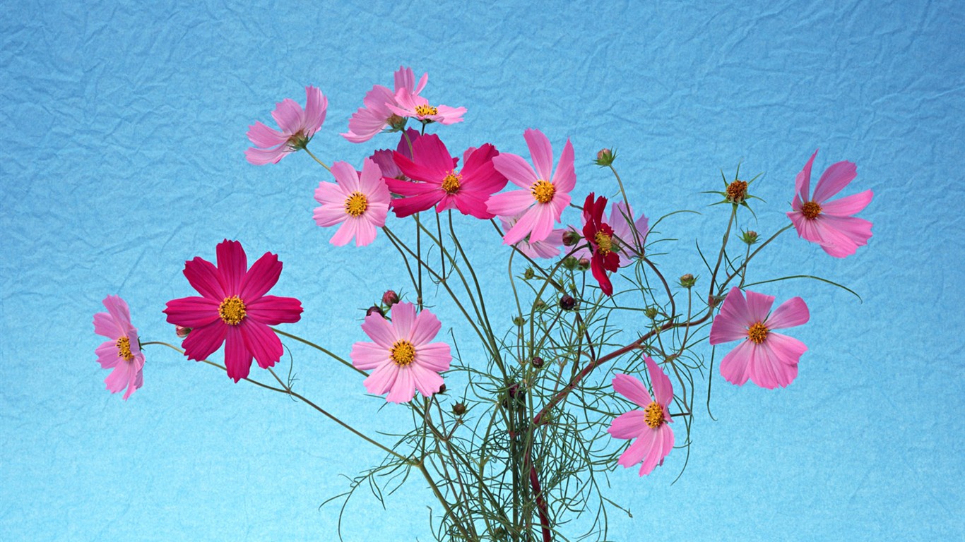 桌面鲜花壁纸精选(一)24 - 1366x768