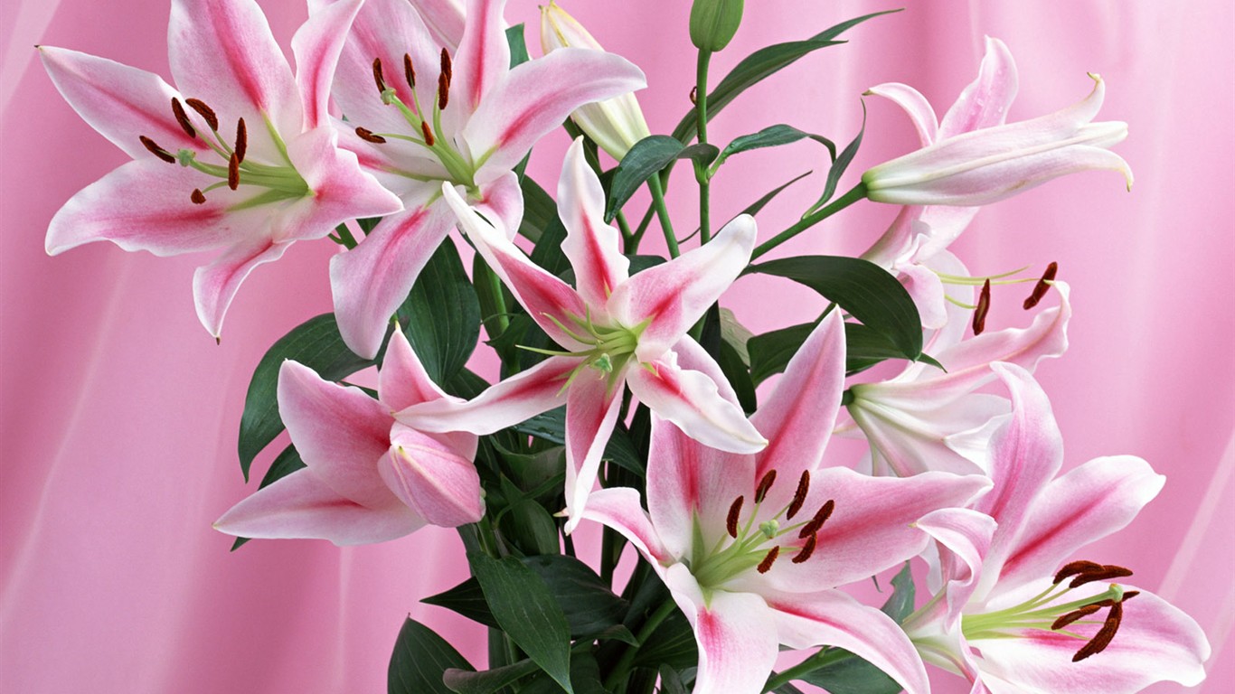 桌面鮮花壁紙精選(一) #28 - 1366x768