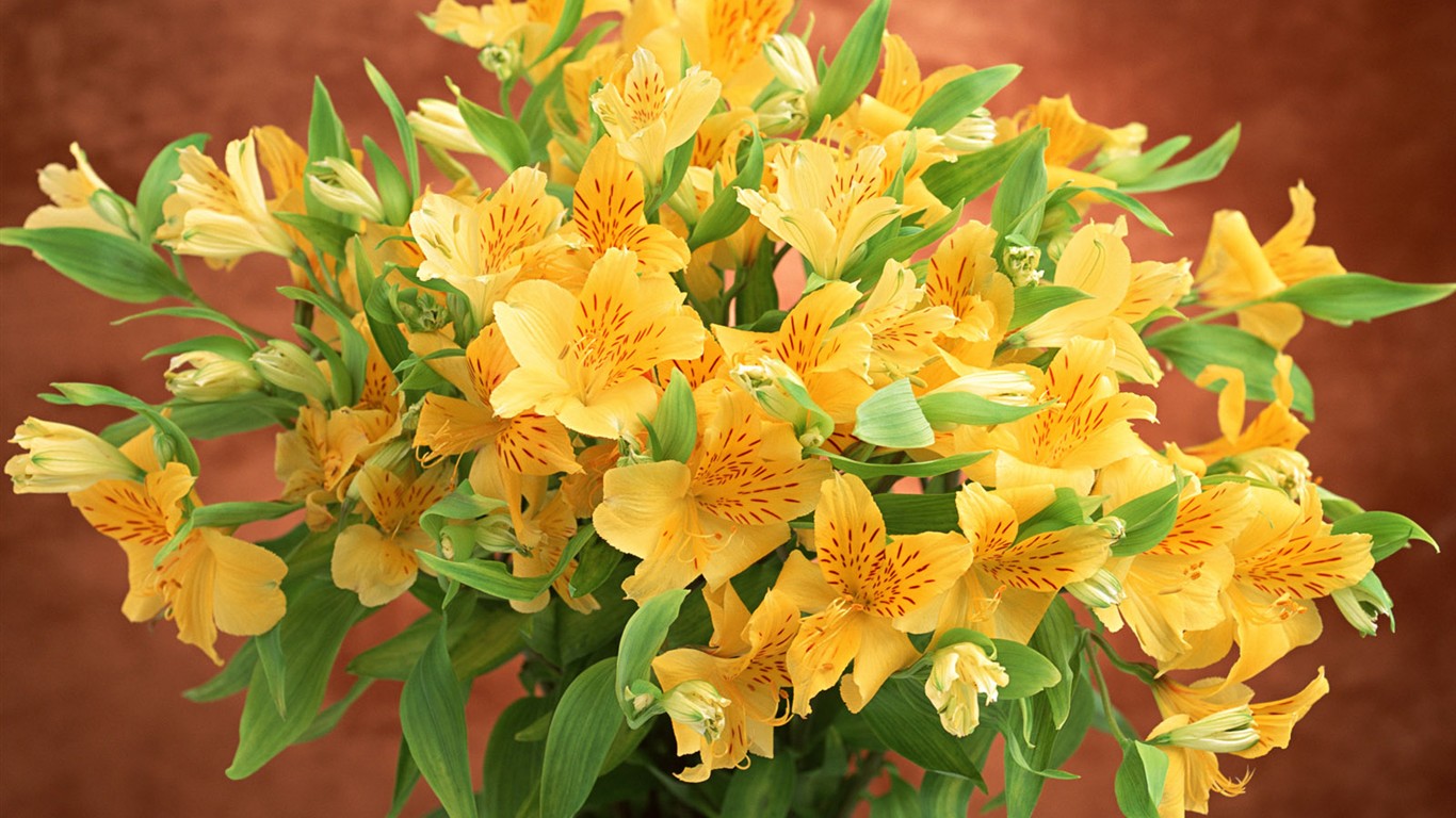 桌面鮮花壁紙精選(一) #30 - 1366x768