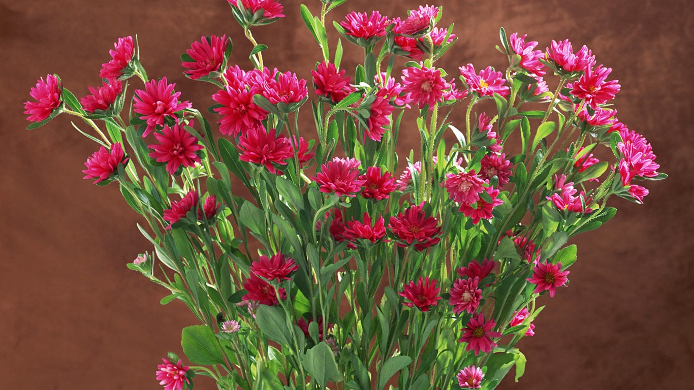 Flower Hintergrundbilder Selection (1) #31 - 1366x768