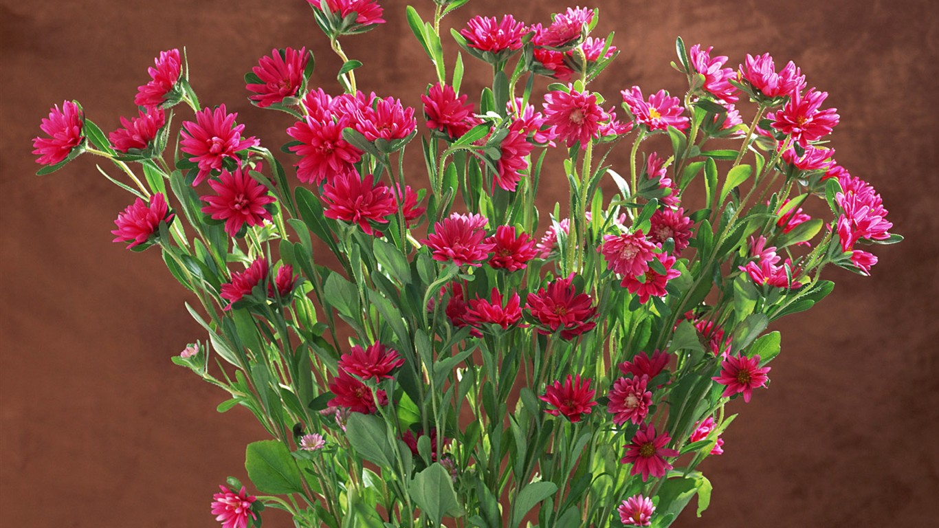 桌面鮮花壁紙精選(一) #31 - 1366x768