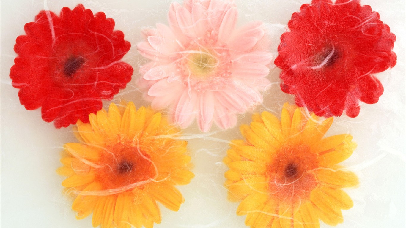 桌面鮮花壁紙精選(一) #33 - 1366x768