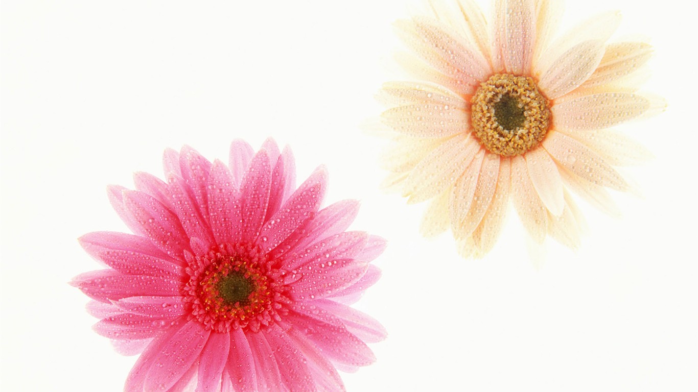 桌面鮮花壁紙精選(一) #34 - 1366x768