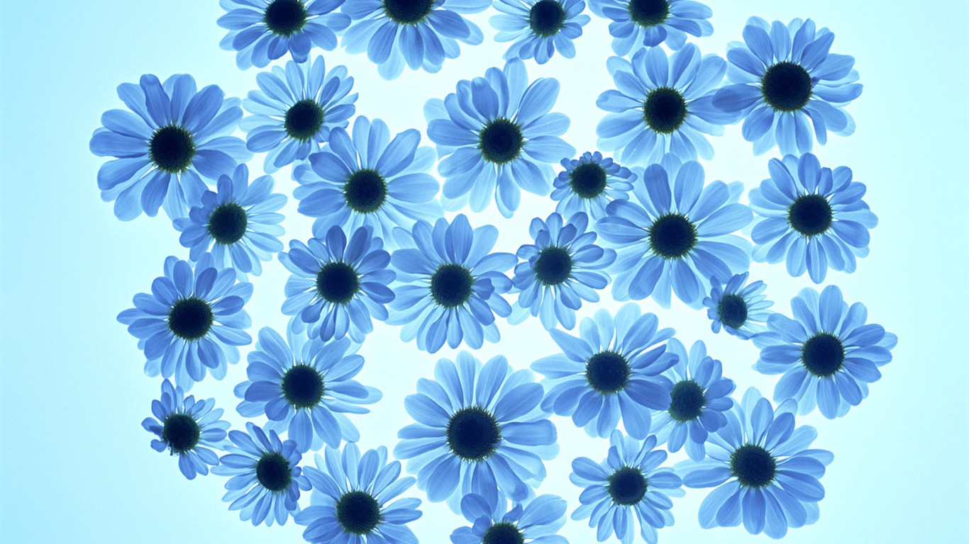 Flower Hintergrundbilder Selection (1) #35 - 1366x768