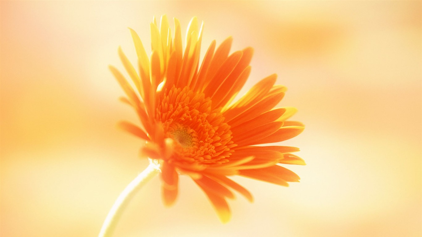 桌面鮮花壁紙精選(一) #36 - 1366x768