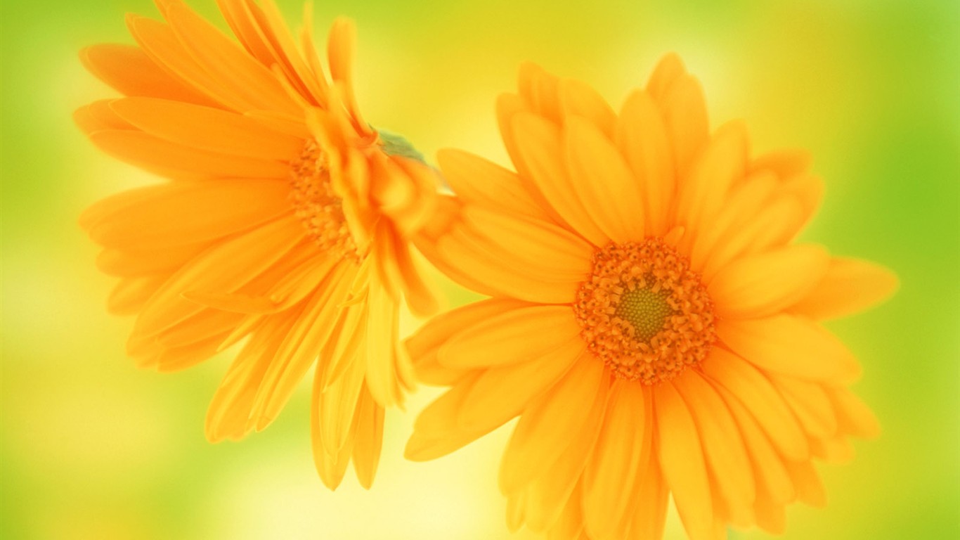 Flower Hintergrundbilder Selection (1) #37 - 1366x768