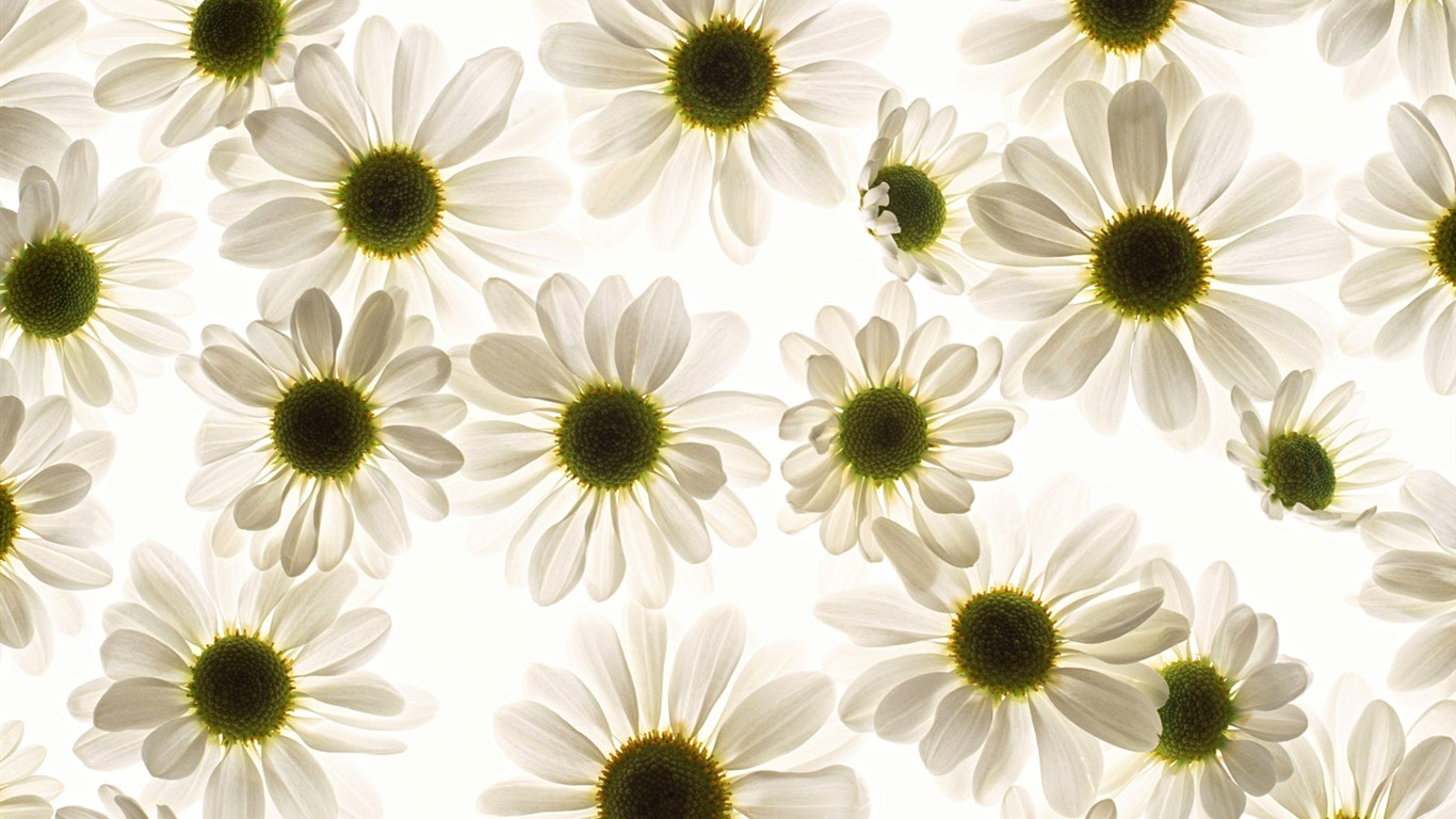 桌面鮮花壁紙精選(一) #40 - 1366x768