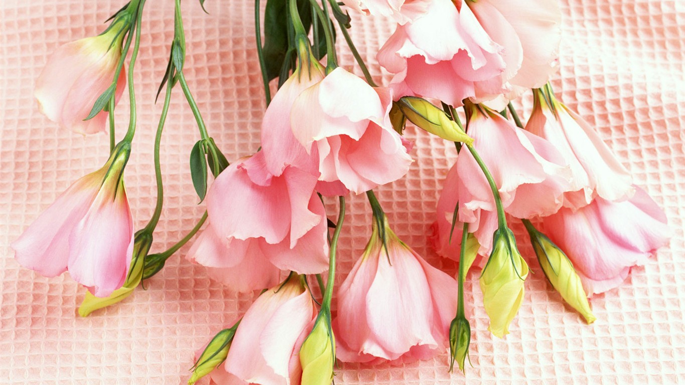 桌面鮮花壁紙精選(二) #1 - 1366x768