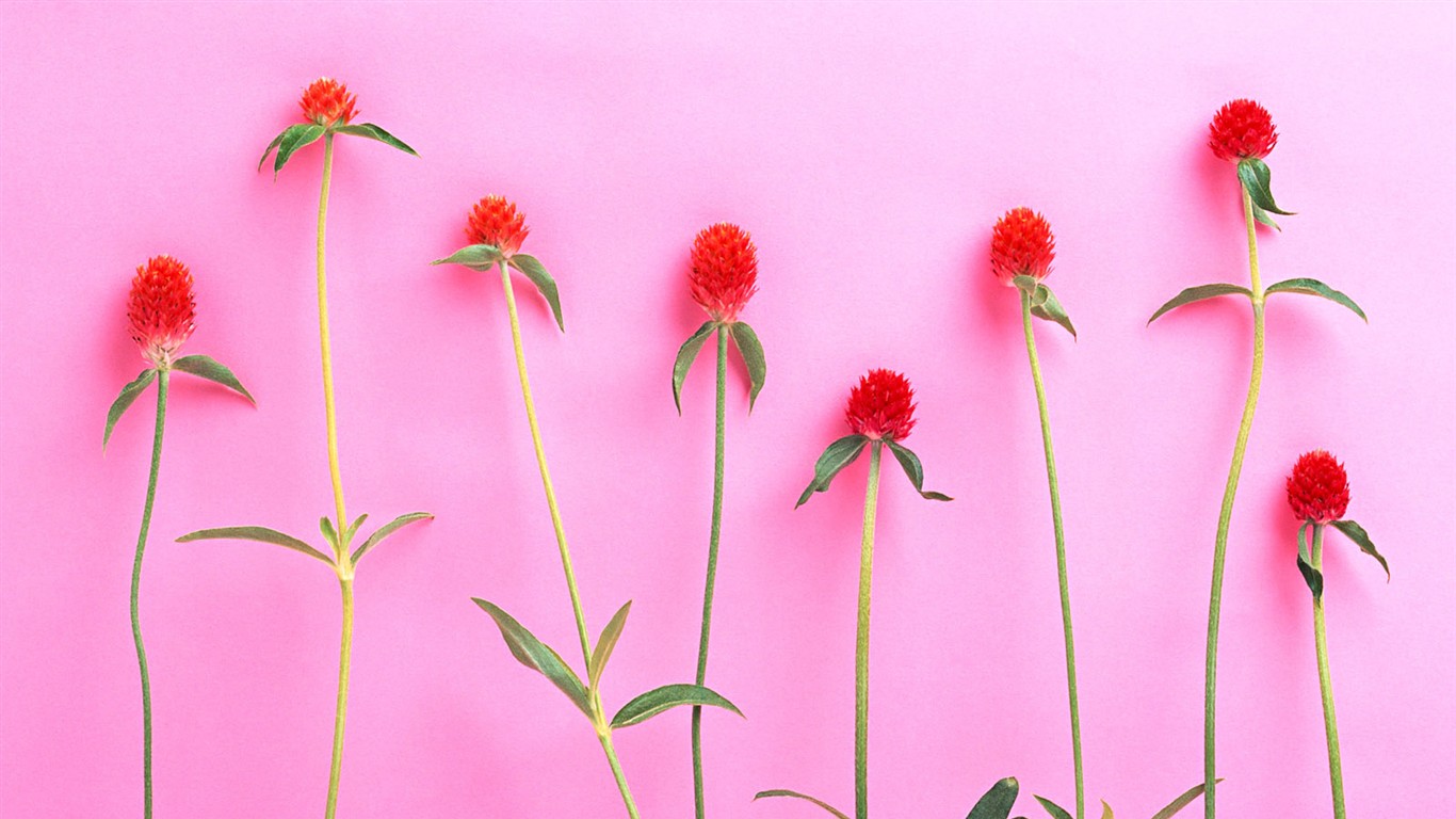 桌面鮮花壁紙精選(二) #4 - 1366x768