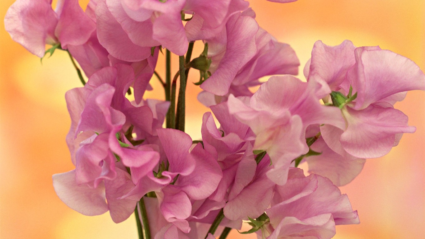 桌面鮮花壁紙精選(二) #8 - 1366x768
