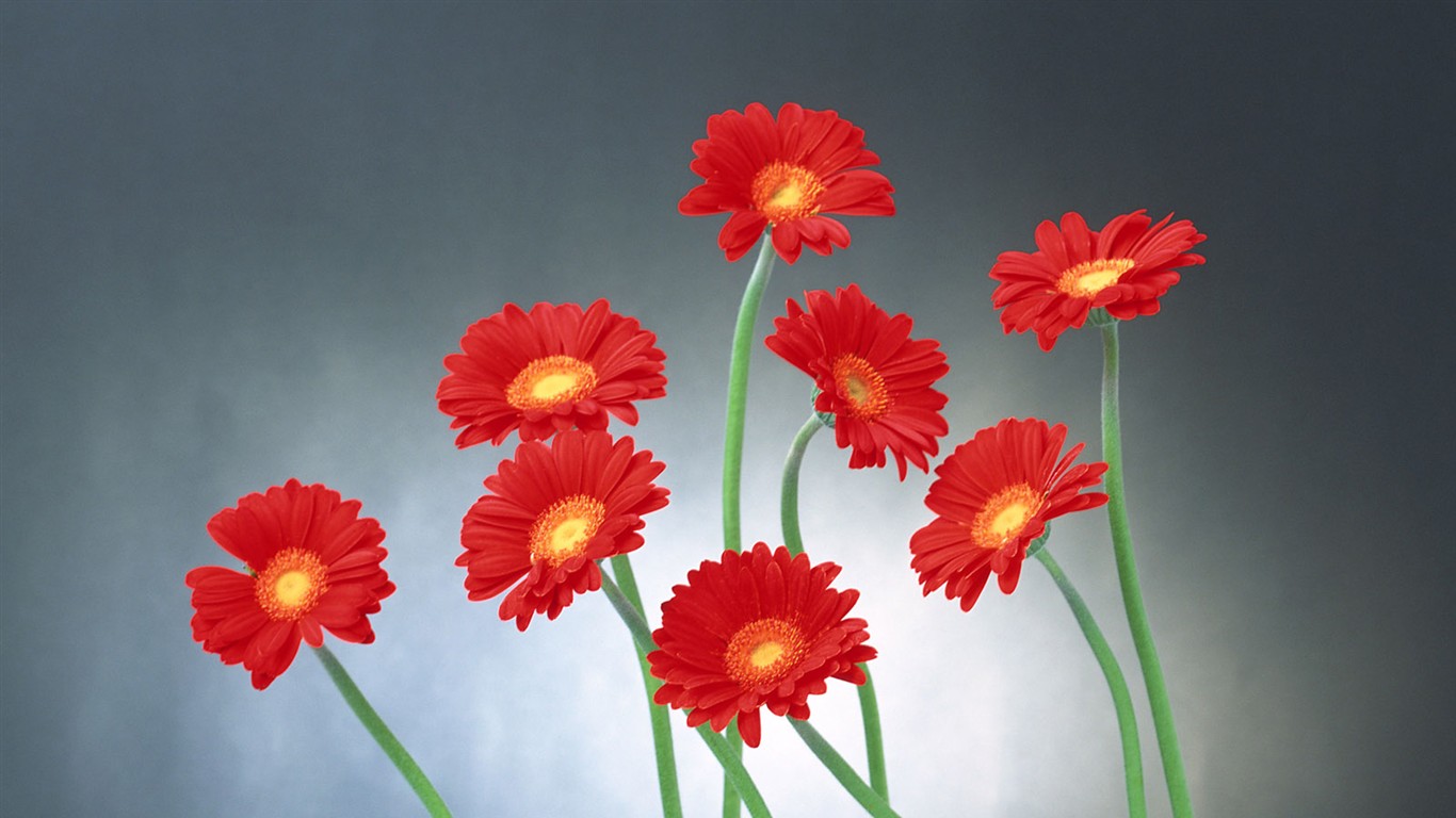 桌面鮮花壁紙精選(二) #10 - 1366x768
