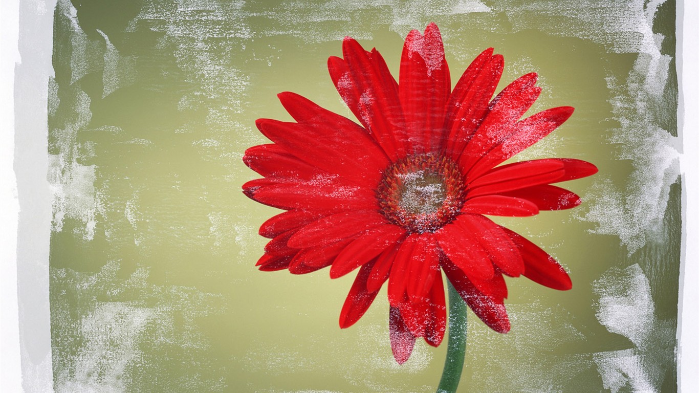 桌面鮮花壁紙精選(二) #13 - 1366x768