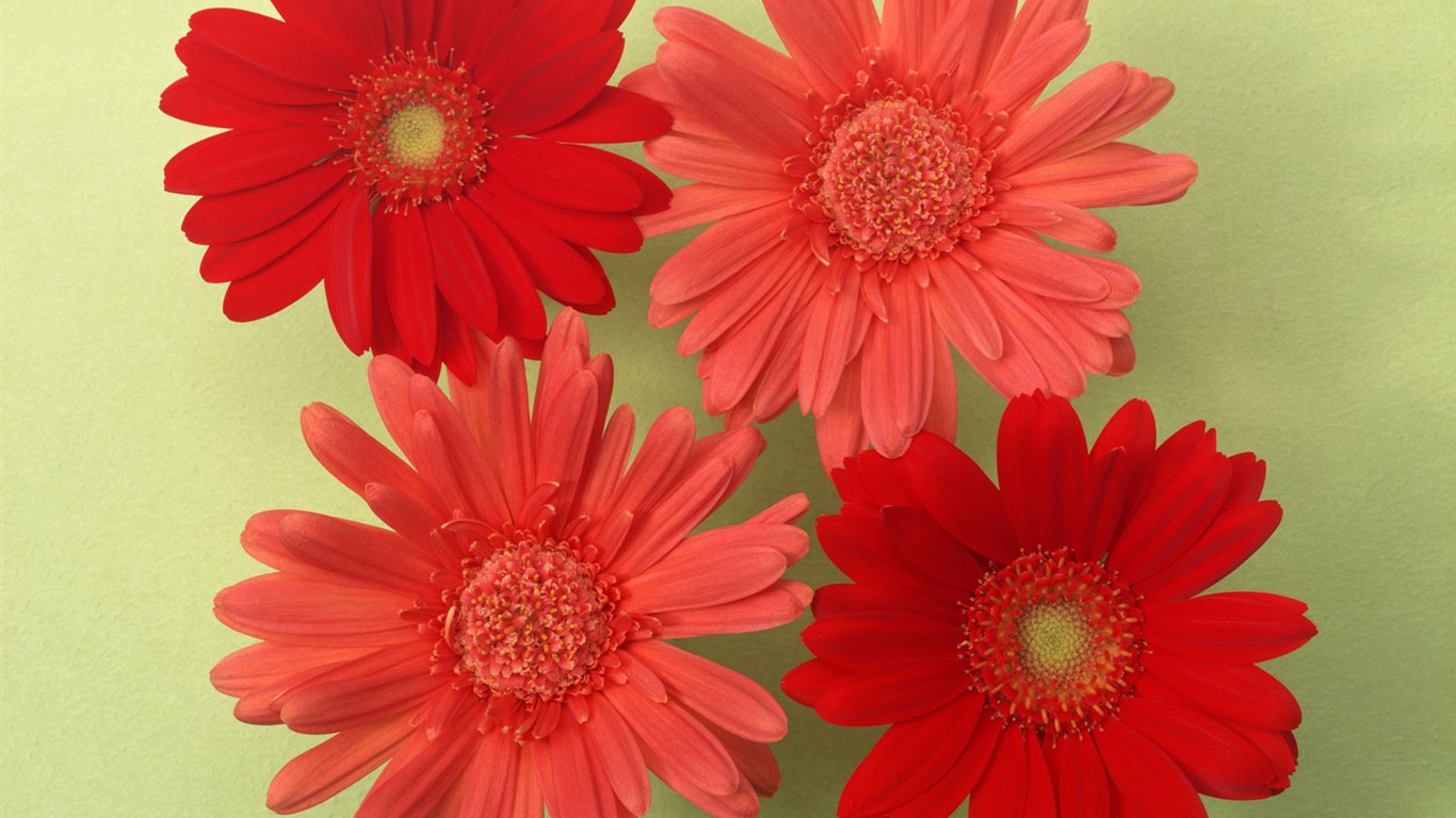 Flower Hintergrundbilder Selection (2) #16 - 1366x768