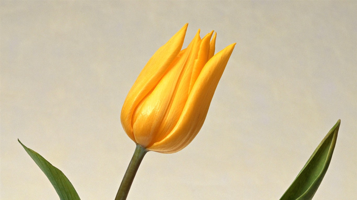 桌面鮮花壁紙精選(二) #24 - 1366x768