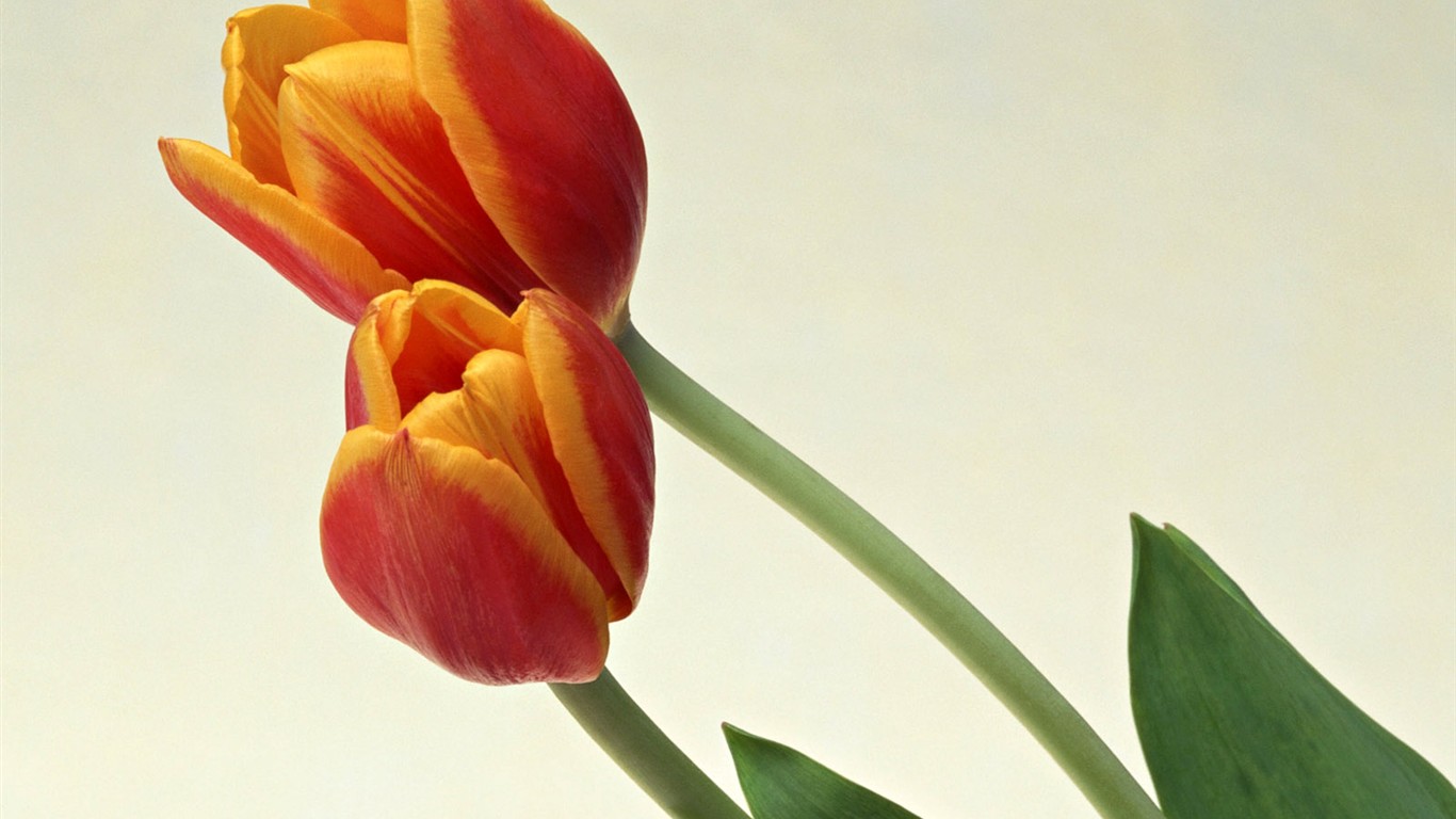 桌面鮮花壁紙精選(二) #27 - 1366x768
