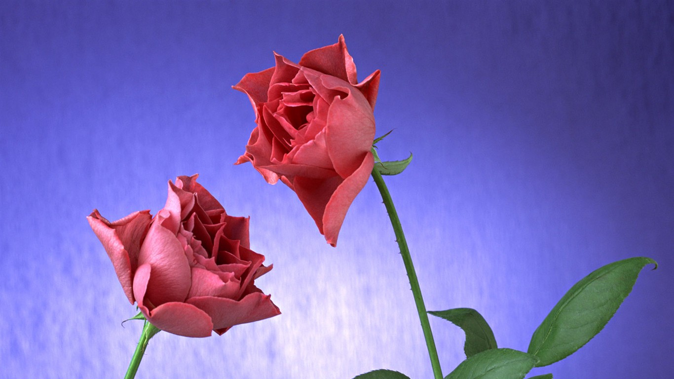 桌面鮮花壁紙精選(二) #30 - 1366x768