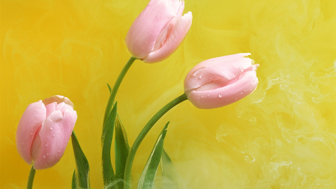 桌面鮮花壁紙精選(二) #31 - 1366x768