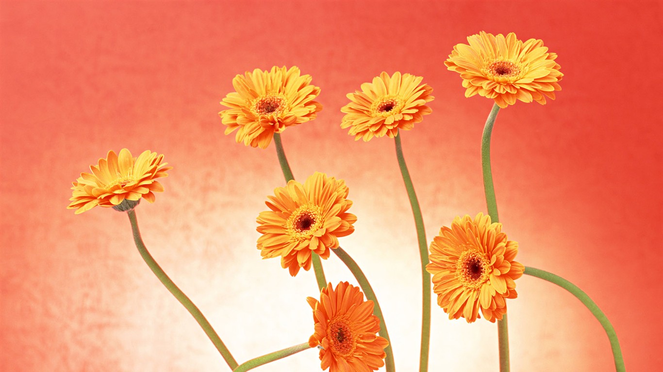 桌面鮮花壁紙精選(二) #33 - 1366x768