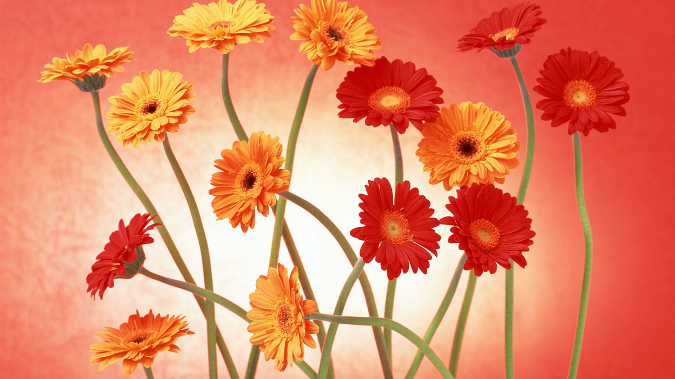 Flower Desktop Wallpaper Selection (2) #34 - 1366x768