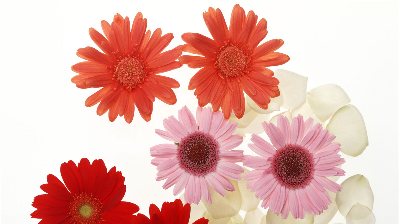 Flower Desktop Wallpaper Selection (2) #35 - 1366x768