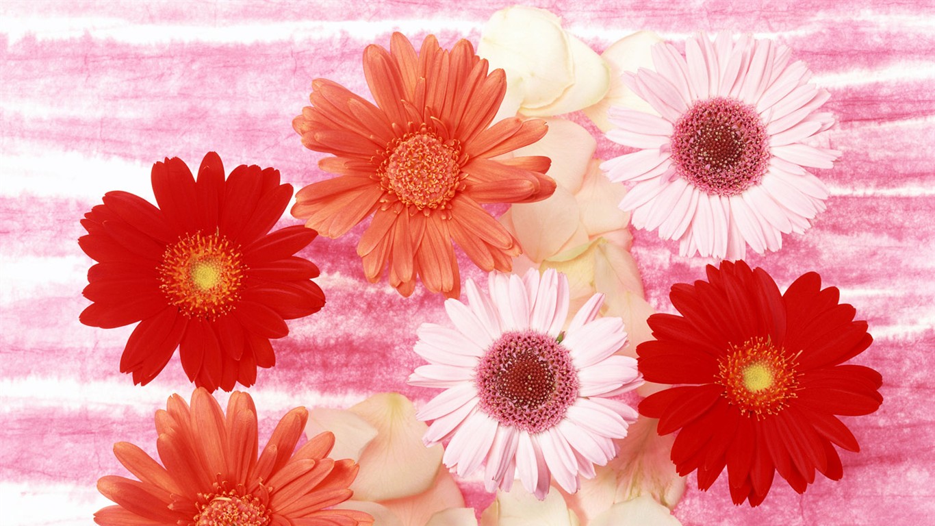 桌面鮮花壁紙精選(二) #36 - 1366x768