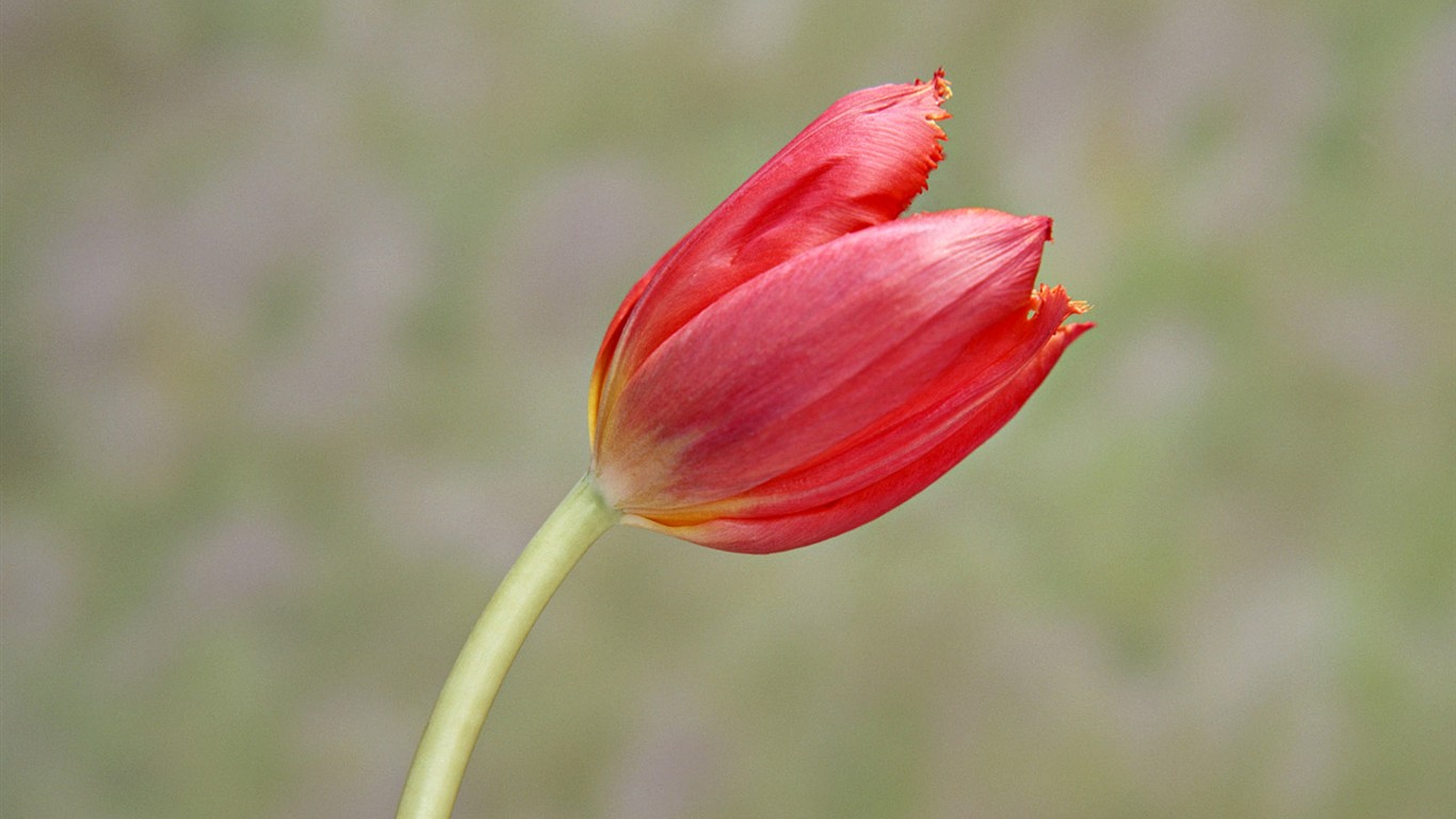 桌面鮮花壁紙精選(二) #38 - 1366x768