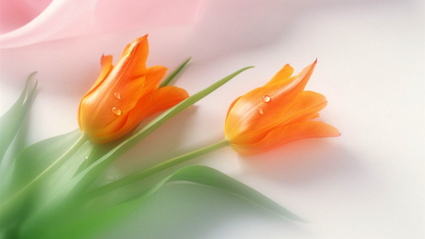 桌面鮮花壁紙精選(二) #39 - 1366x768