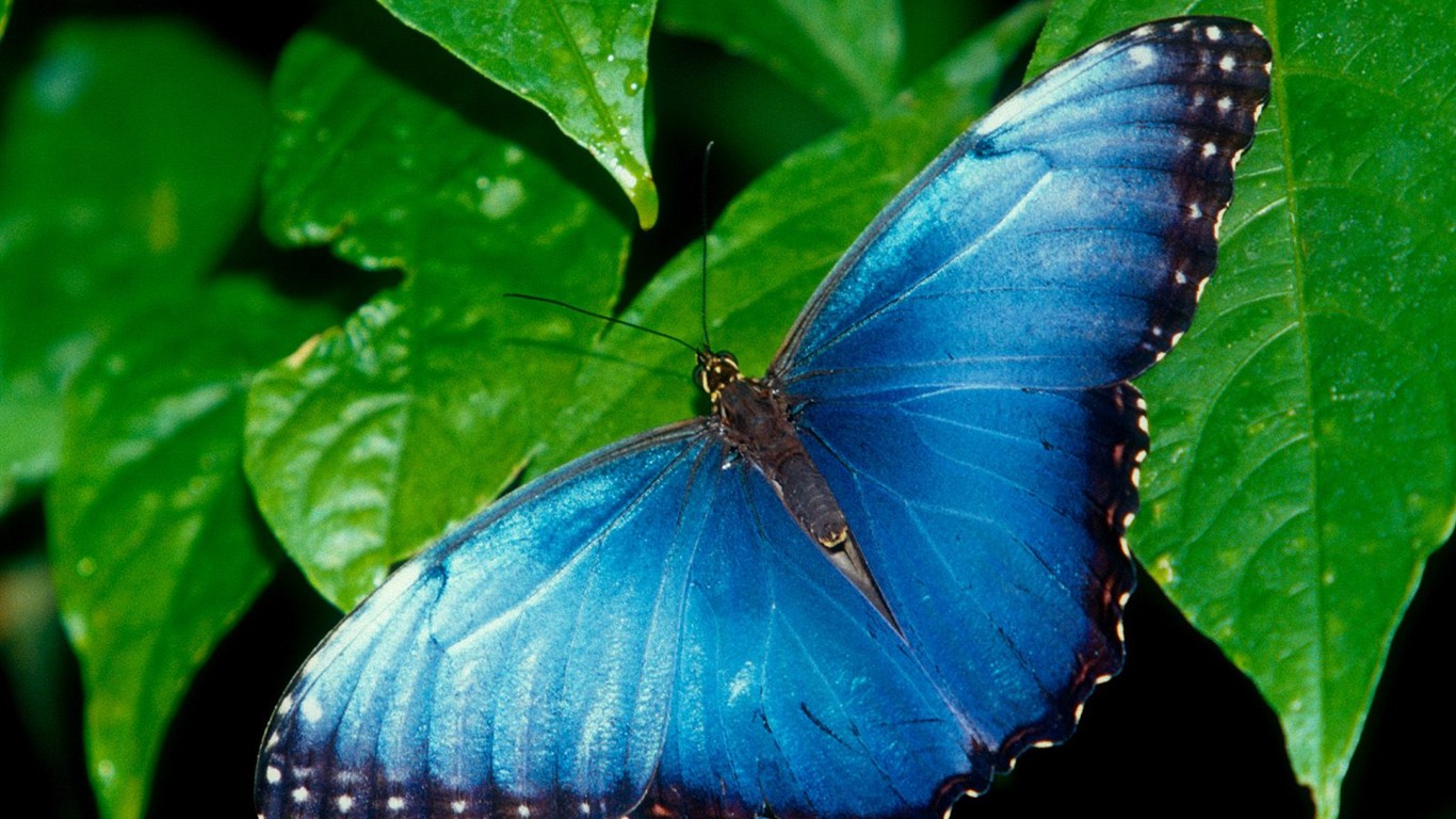 Fondo de pantalla de fotos de Mariposas (2) #1 - 1366x768