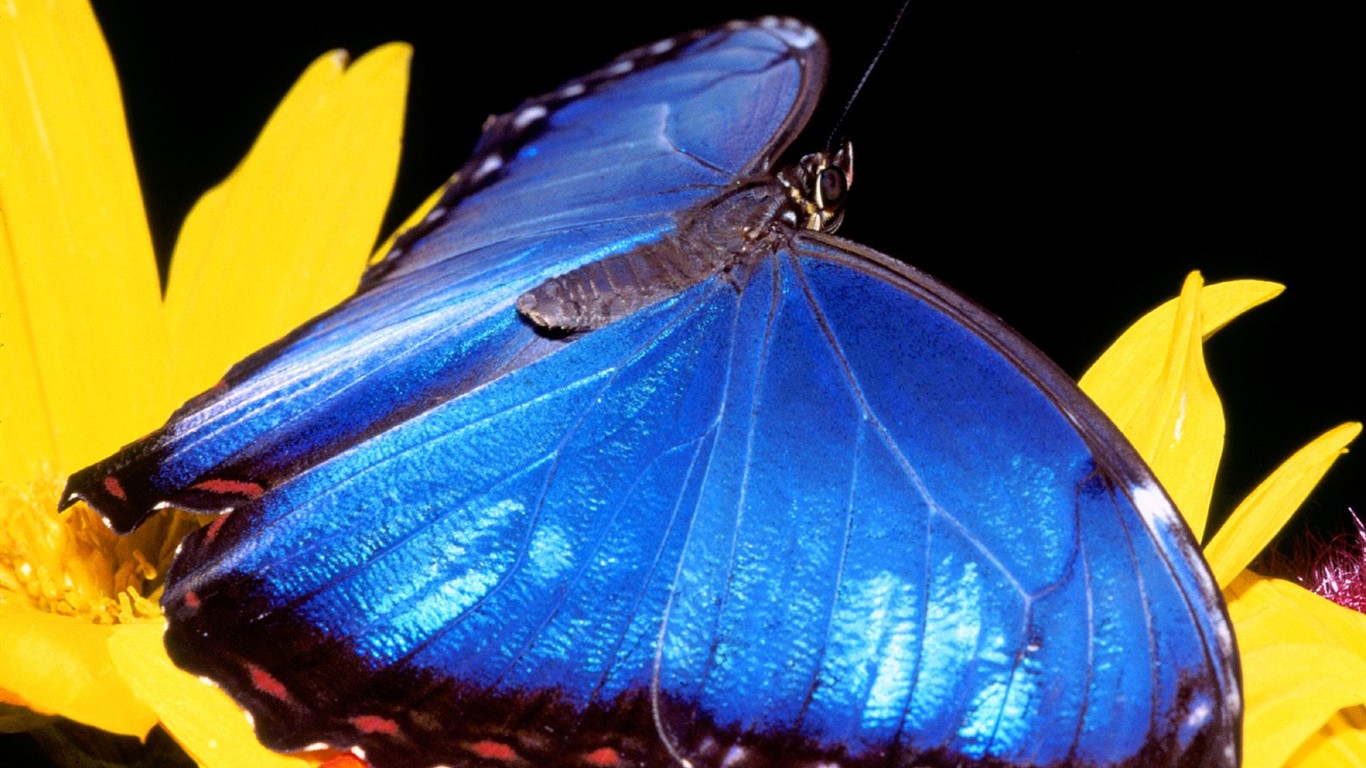 Butterfly Foto tapety (2) #2 - 1366x768