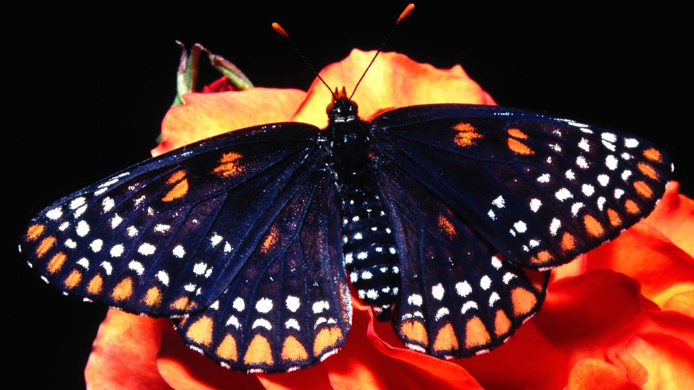 Fondo de pantalla de fotos de Mariposas (2) #3 - 1366x768