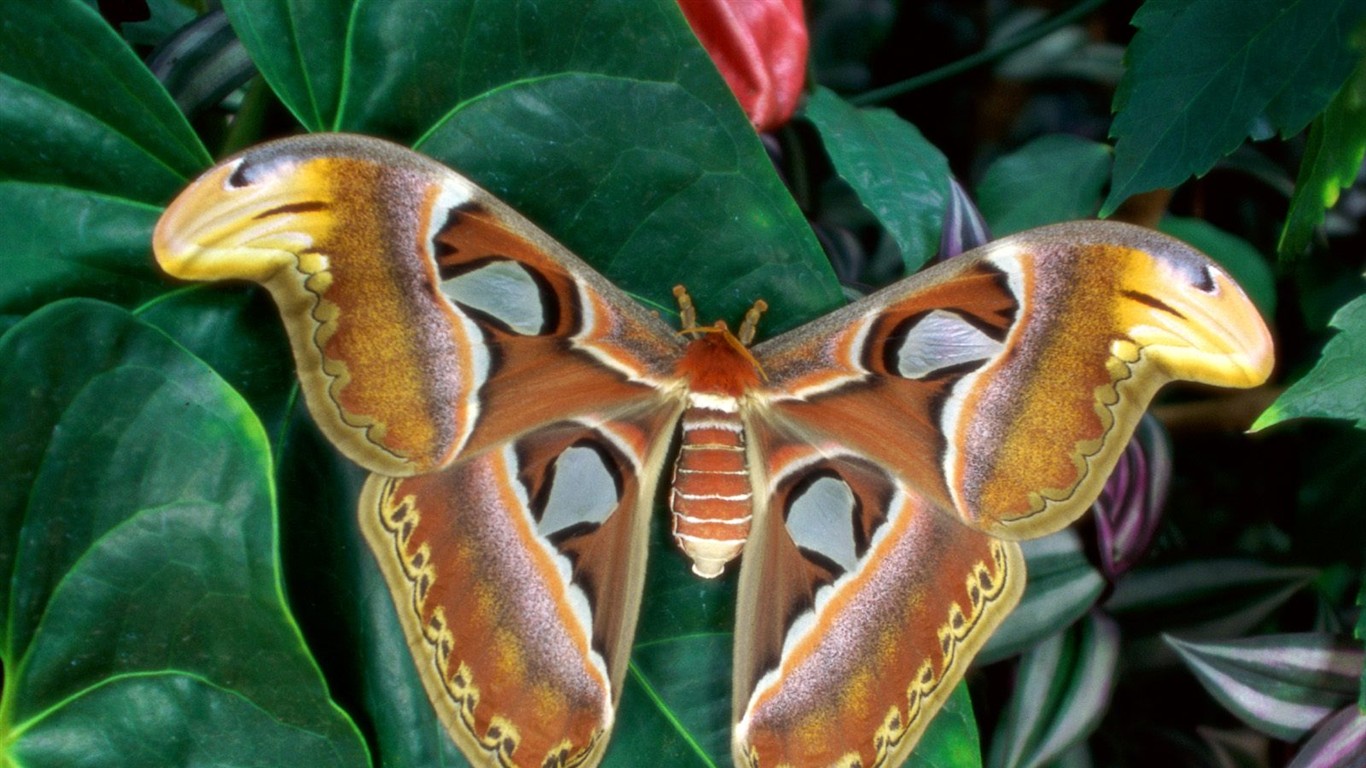 Fondo de pantalla de fotos de Mariposas (2) #4 - 1366x768