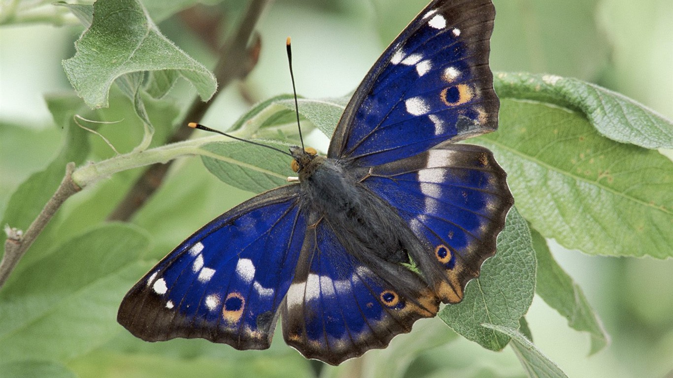 Fondo de pantalla de fotos de Mariposas (2) #6 - 1366x768