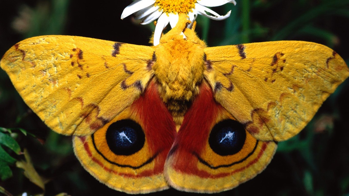 Fondo de pantalla de fotos de Mariposas (2) #7 - 1366x768