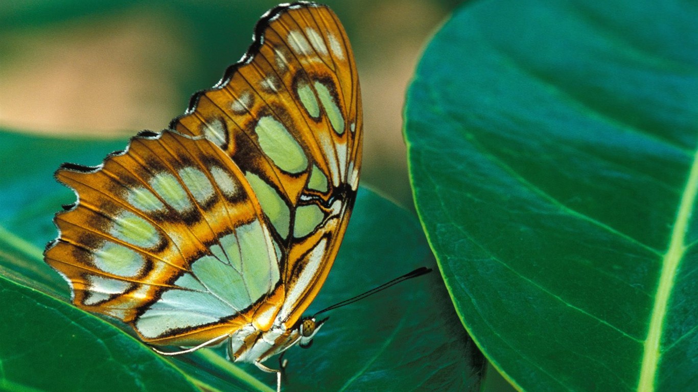 Fondo de pantalla de fotos de Mariposas (2) #10 - 1366x768