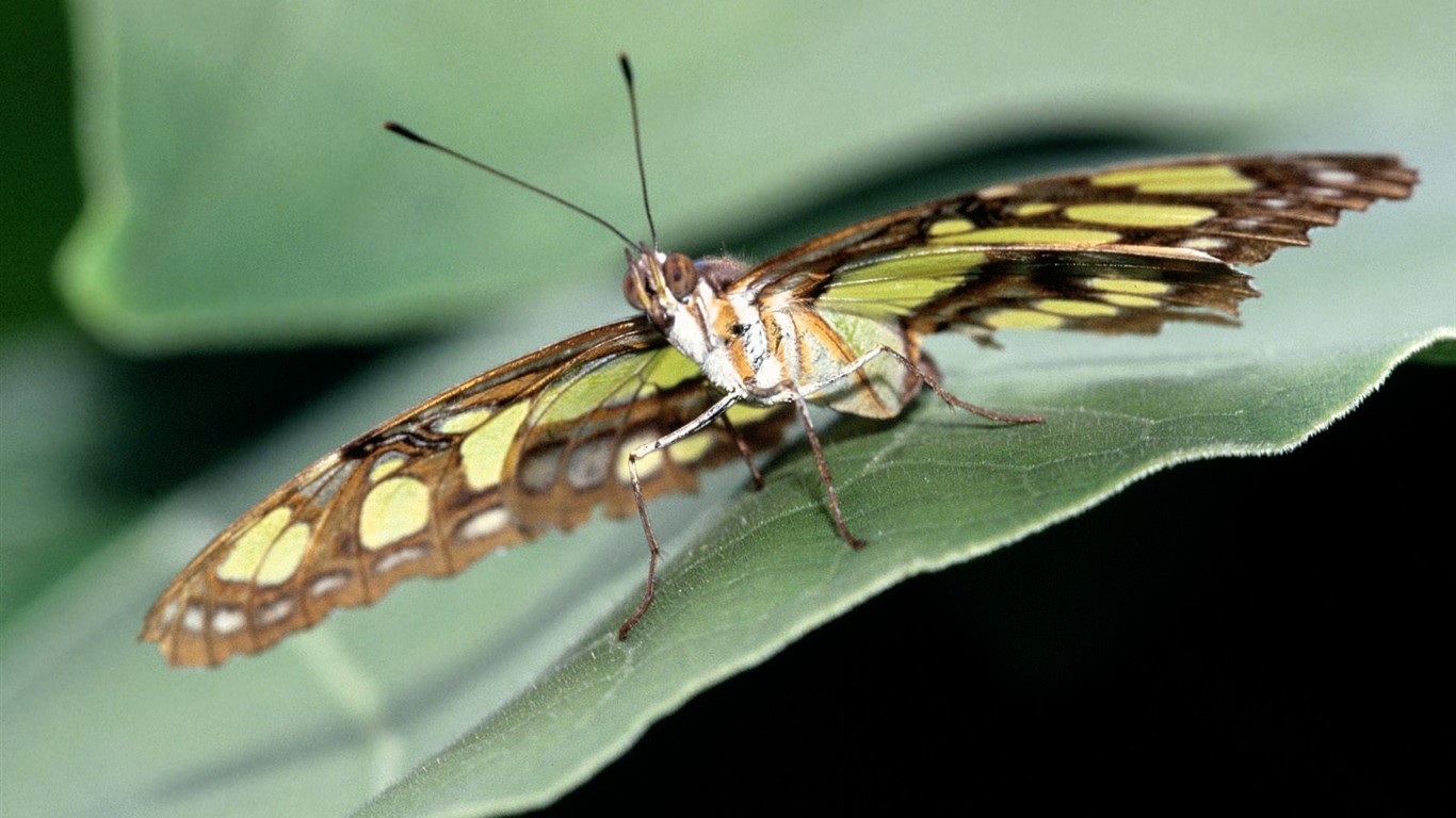 Fondo de pantalla de fotos de Mariposas (2) #11 - 1366x768