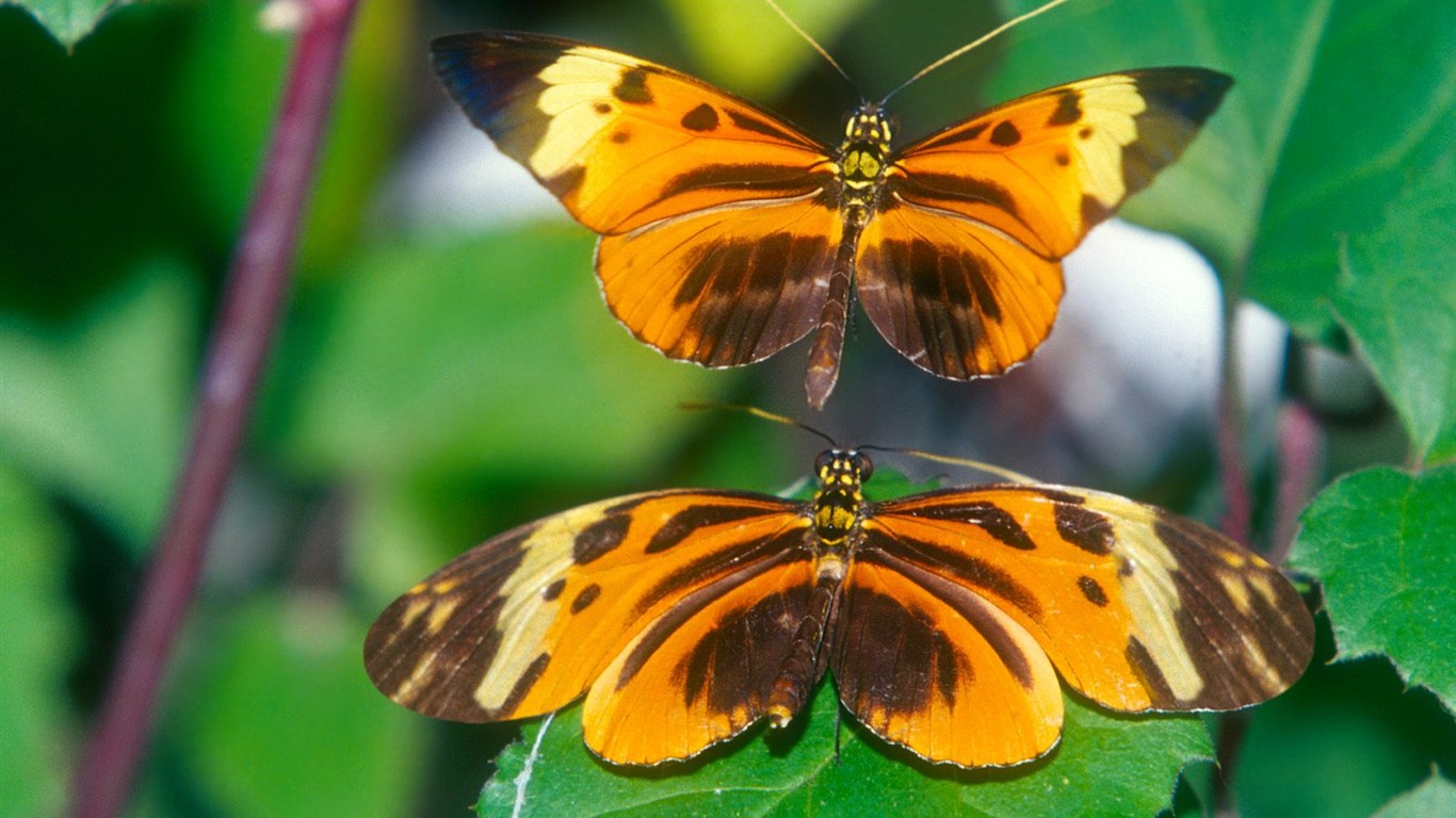 Fondo de pantalla de fotos de Mariposas (2) #12 - 1366x768