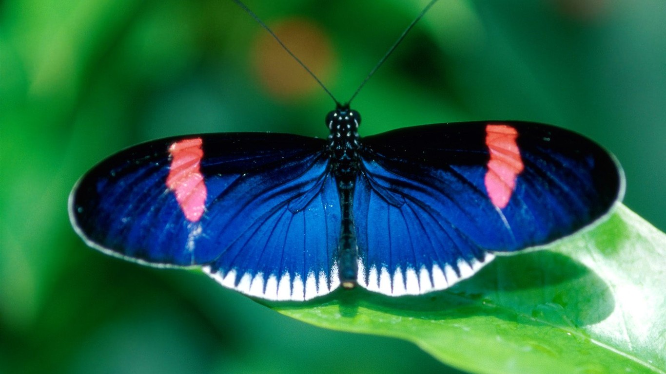 Fondo de pantalla de fotos de Mariposas (2) #13 - 1366x768