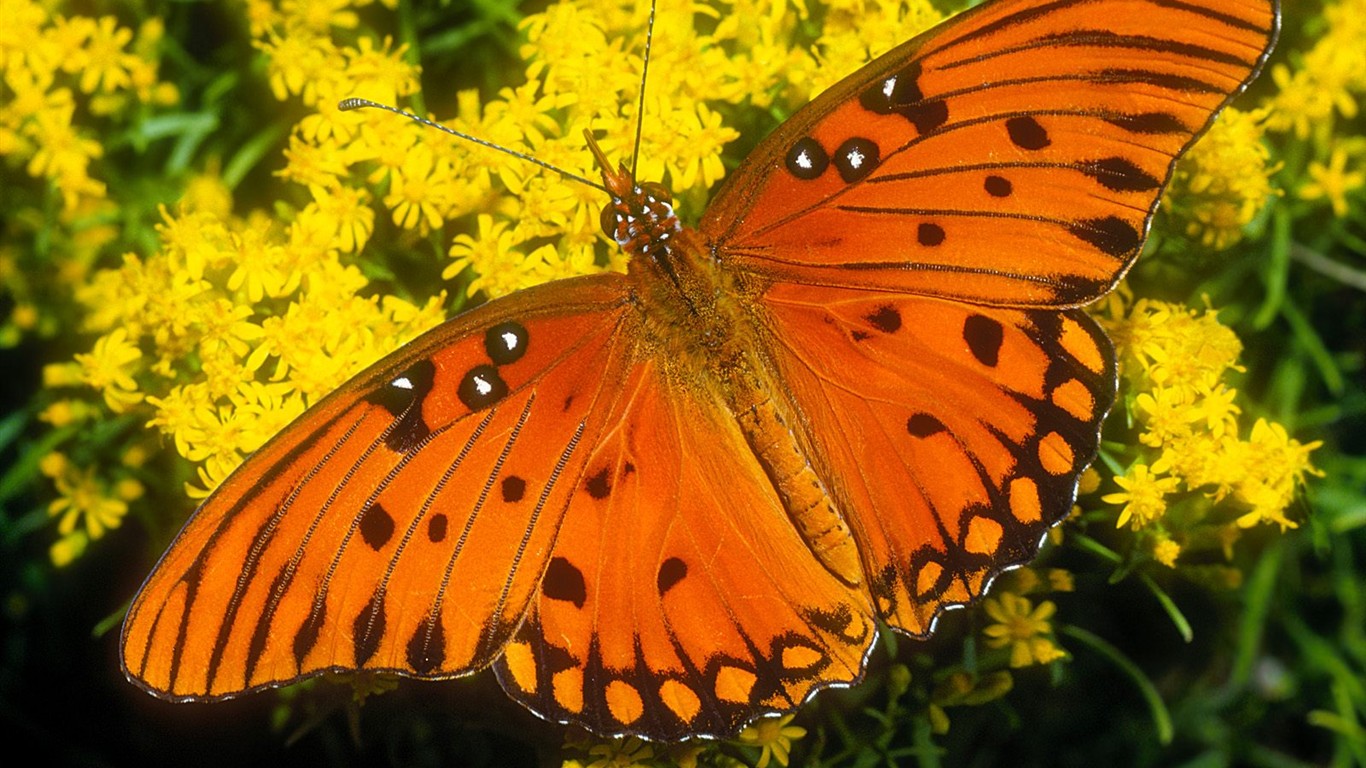 Fondo de pantalla de fotos de Mariposas (2) #14 - 1366x768