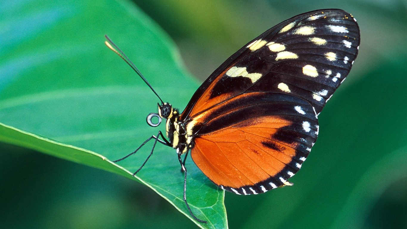 Fondo de pantalla de fotos de Mariposas (2) #15 - 1366x768