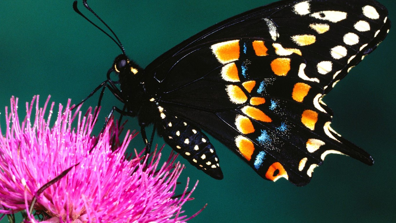 Fondo de pantalla de fotos de Mariposas (2) #16 - 1366x768