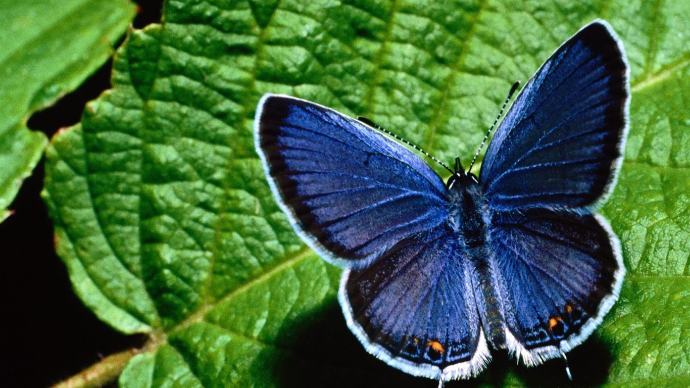 Fondo de pantalla de fotos de Mariposas (2) #17 - 1366x768