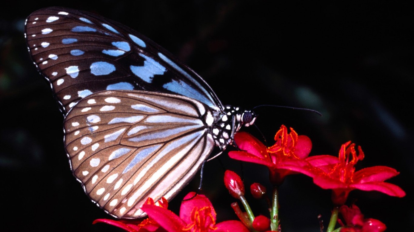 Fondo de pantalla de fotos de Mariposas (2) #18 - 1366x768