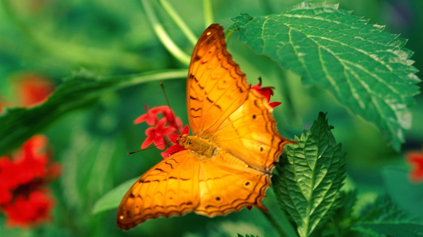 Fondo de pantalla de fotos de Mariposas (2) #19 - 1366x768