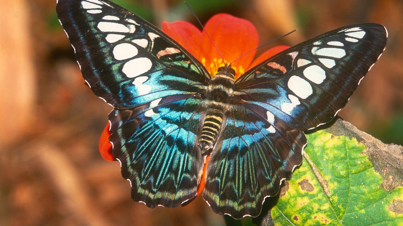 Fondo de pantalla de fotos de Mariposas (2) #20 - 1366x768