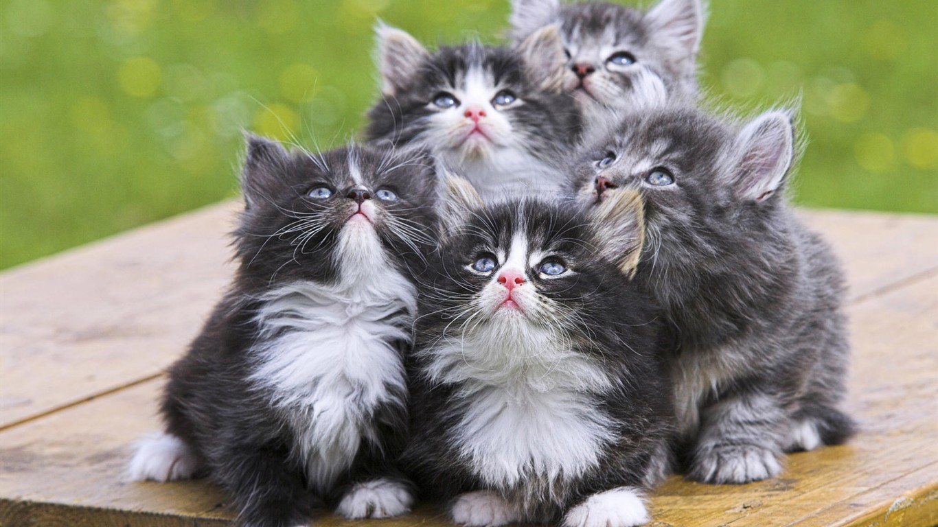 動物壁紙合集(一) # - 1366x768