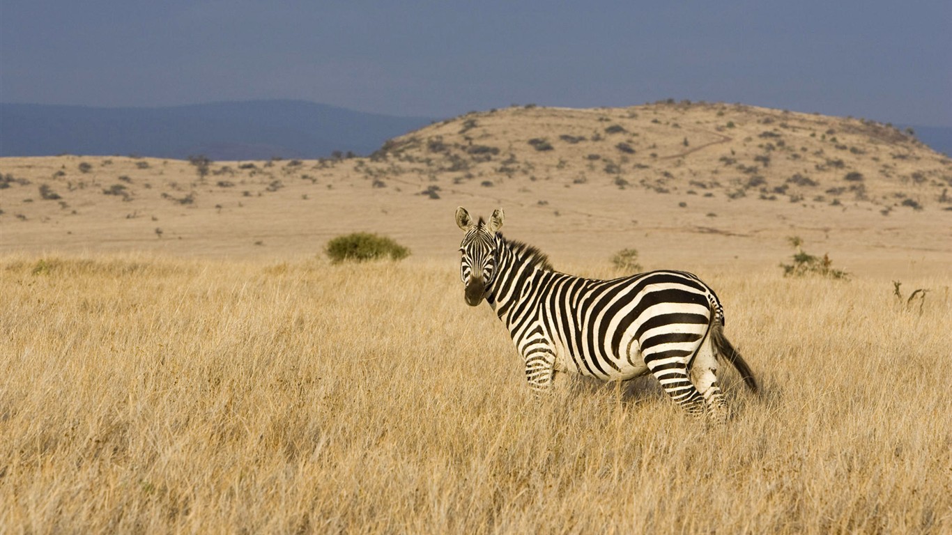 動物壁紙合集(一) # - 1366x768